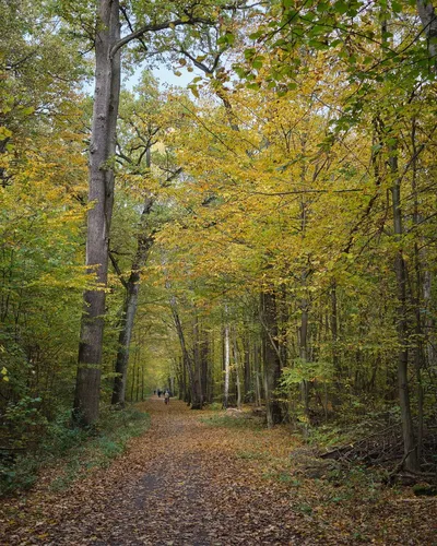 Autumn colors

#autumn #colors #wood #forest #poland #warszawa #kabaty #jesień